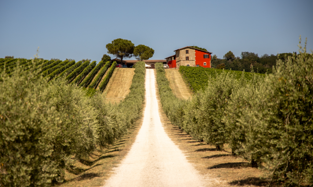 Terre Margaritelli vingård